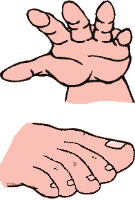 Finger Vs Toe 手の指 Vs 足の指