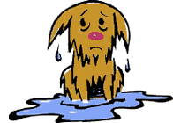 SOAKED / SOAKING WET
