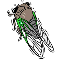 CICADA